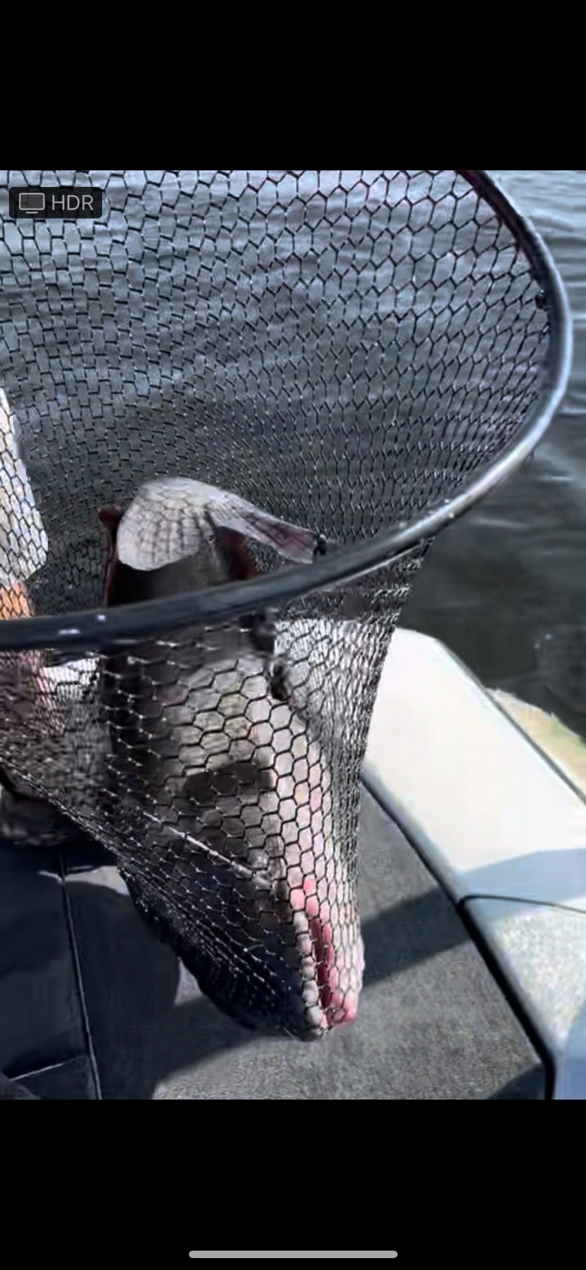 Cole's Catfish Candy 1 Pound Tub